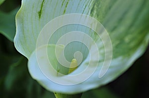 Spring Bloom Series - White with green variegated Calla Lily - Zantedeschia elliottiana