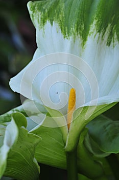 Spring Bloom Series - White with green variegated Calla Lily - Zantedeschia elliottiana