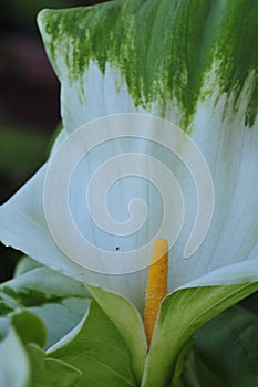 Spring Bloom Series - White with green variegated Calla Lily - Zantedeschia elliottiana