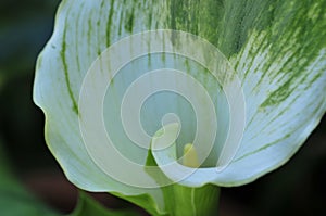 Spring Bloom Series - White with green variegated Calla Lily - Zantedeschia elliottiana