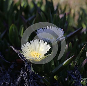 Spring Bloom Series - White with Yellow Ice Plant - Aizoaceae photo