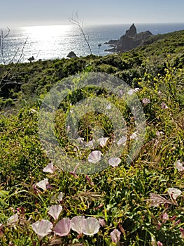 Spring Bloom Series: Wild morning glory blooms