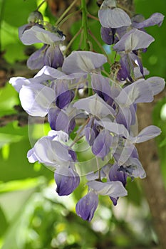 Spring Bloom Series - Wisteria Vine - Wisteria Sinensis