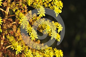 Spring Bloom Series - Yellow Blossoms on Aeonium Tree Houseleeks - Crassulaceae
