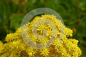 Spring Bloom Series - Yellow Flowers on Bright Green Aeonium