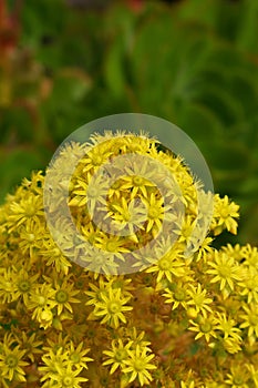 Spring Bloom Series - Yellow Flowers on Bright Green Aeonium