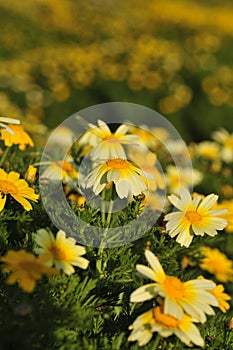 Spring Bloom Series - Yellow and White Daisy like Flowers - Sunset Cliffs in San Diego California