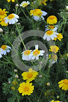 Spring Bloom Series - Yellow and White Daisy like Flowers - Sunset Cliffs in San Diego California