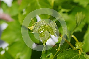 Spring Bloom Series - Young grape plant leaves - Vitis - Vitaceae photo