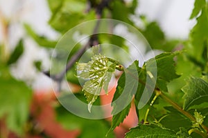 Spring Bloom Series - Young grape plant leaves - Vitis - Vitaceae photo