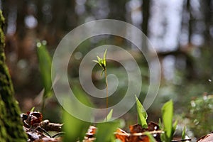 Spring Bloom Sprouts Nature Purity Buds Eco Environment