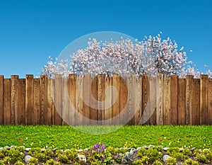 A spring bloom tree in backyard