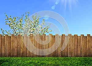 Spring bloom tree in backyard and wooden garden fence