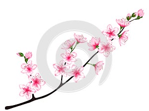 Spring bloom tree branch with pink flowers