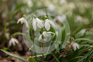 Snowdrops in the forest