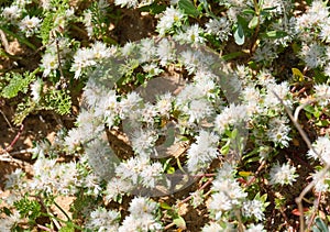 Spring bloom of a wild subshrub Paronychia sinaica (lat.- Paronychia sinaica photo