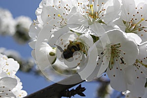Spring bloomed tree and a bee close up detail. White apple tree flowers.