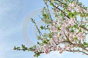 Spring blooming almond tree with flowers and foliage