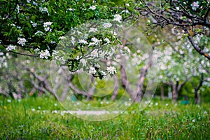 Spring blooming apple orchard. Branches of a blossoming apple tree