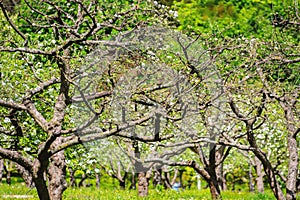 Spring blooming apple orchard. Branches of a blossoming apple tree