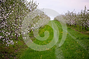 Spring blooming apple orchard in cloudy weather