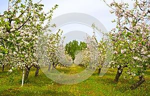 Spring blooming apple orchard