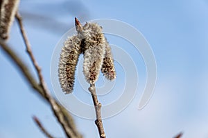 Spring blooming of aspen