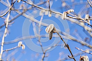 Spring blooming of aspen