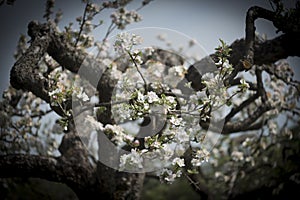 Spring blooming of an autochthonous fruit variety