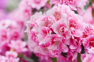 Spring blooming of Azalea