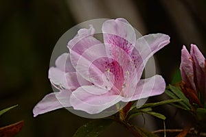 Spring Blooming Azaleas in a Florida Park