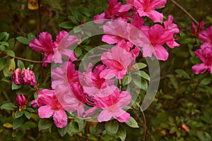 Spring Blooming Azaleas in a Florida Park