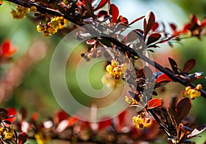 Spring blooming of barberry. Beautiful yellow small flowers of Berberis thunbergii Atropurpurea on branches