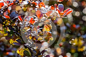 Spring blooming of barberry. Beautiful yellow small flowers of Berberis thunbergii Atropurpurea on branches