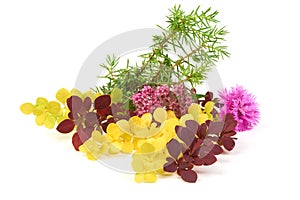 Spring blooming barberry branches with yellow and red leaves, barbs and green juniper, template for text or design. Close-up