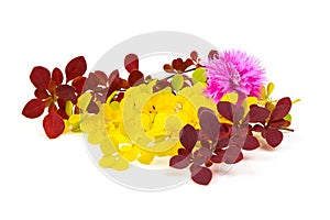 Spring blooming barberry branches with yellow and red leaves, barbs and pink flower, template for text or design. Close-up