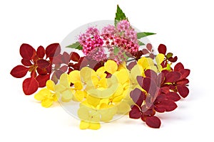 Spring blooming barberry branches with yellow and red leaves, barbs and pink flower, template for text or design. Close-up