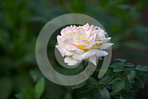 Spring blooming beautiful rose in soft focus on dark green background outdoor close-up macro.