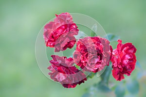 Spring blooming beautiful roses in soft focus on light pastel green background outdoor close-up macro.