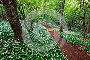 Spring blooming beech forest with beautiful white wild garlic, wild onions Allium ursinum, garlic flower edible and healthy,