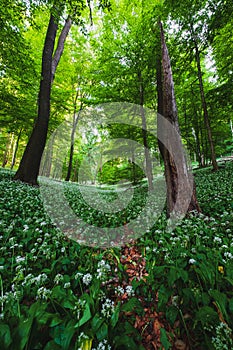 Spring blooming beech forest with beautiful, wild onions (Allium ursinum), garlic flower edible and healthy,