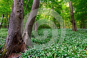 Spring blooming beech forest with beautiful, wild onions (Allium ursinum), garlic flower edible and healthy,