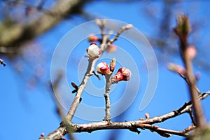 Spring blooming branches over white background. Cherry blossom. young buds of apricot in Spring Garden on a sunny day