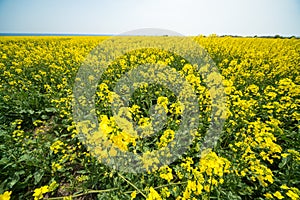 Spring. Blooming in Bulgaria