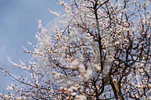 Spring blooming cherry or apricot. The spring sun