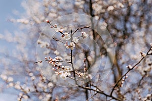 Spring blooming cherry or apricot. The spring sun