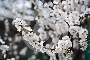 Spring blooming cherry or apricot. The spring sun