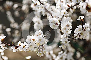 Spring blooming cherry or apricot. The spring sun