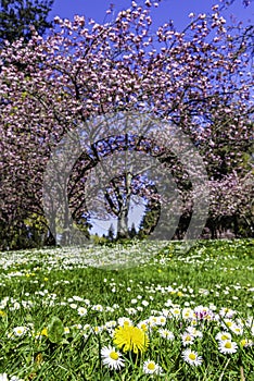 Spring blooming cherry blossoms in Seward park with blue sky background.