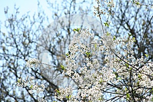 Spring blooming cherry orchards